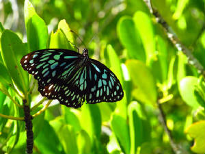 AusCairnsDaintree/IMG_3130.jpg
