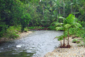 AusCairnsDaintree/IMG_2429.jpg