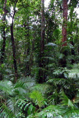 AusCairnsDaintree/IMG_3308.jpg