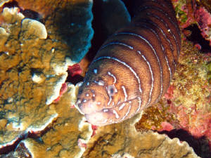 CookIslands/IMG_4101.jpg