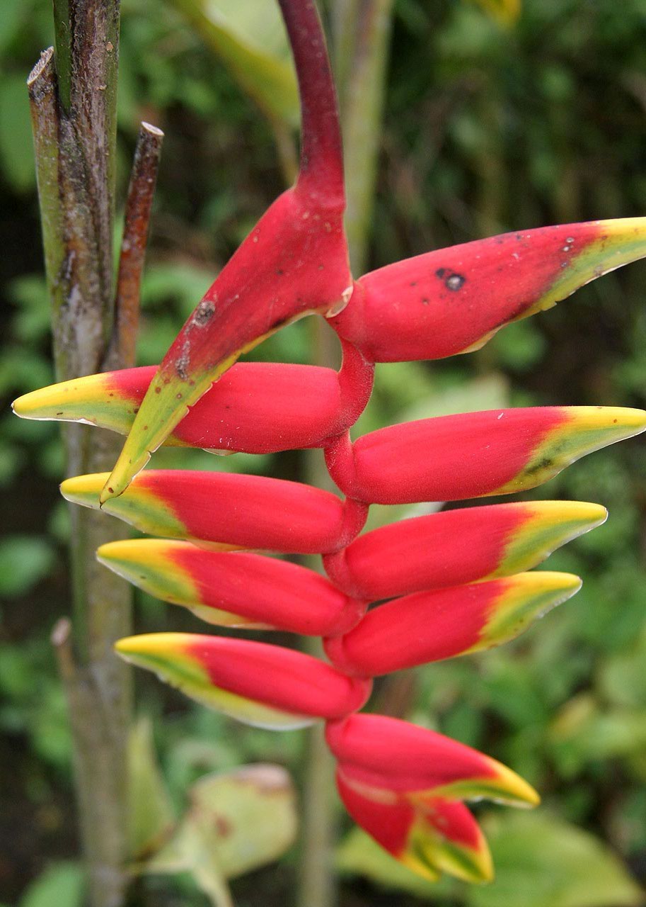 CostaRica/IMG_4310001.jpg