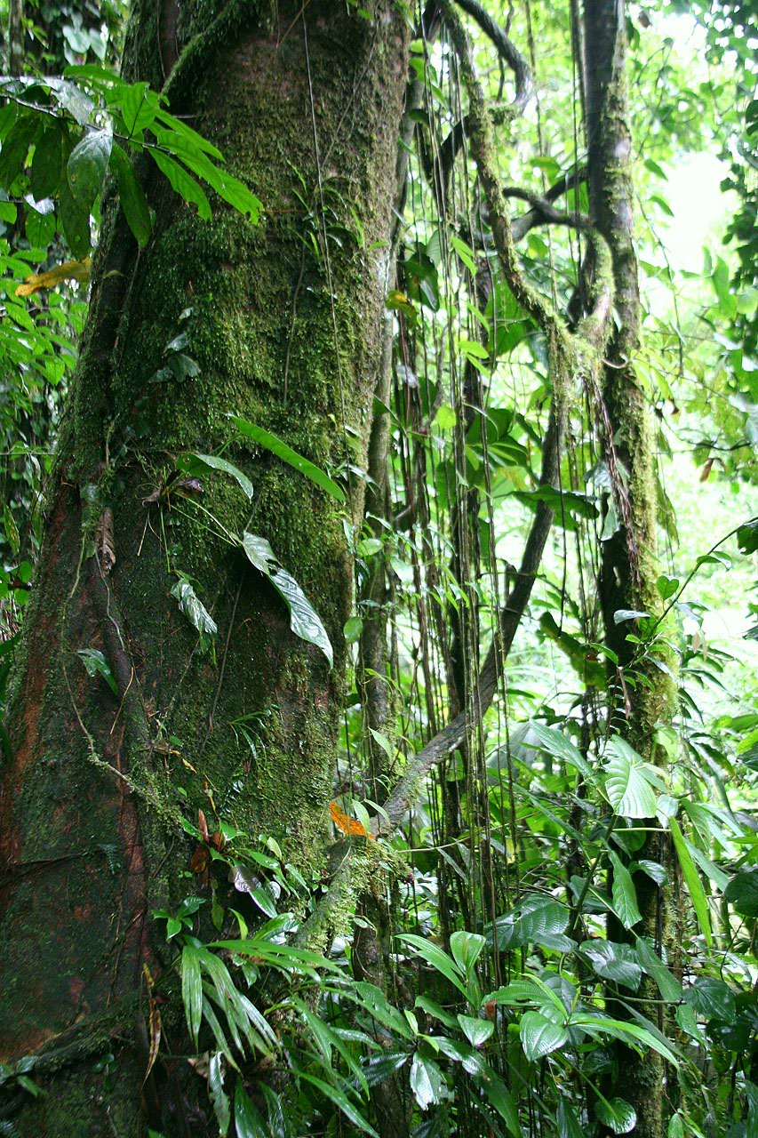 CostaRica/IMG_4310001.jpg
