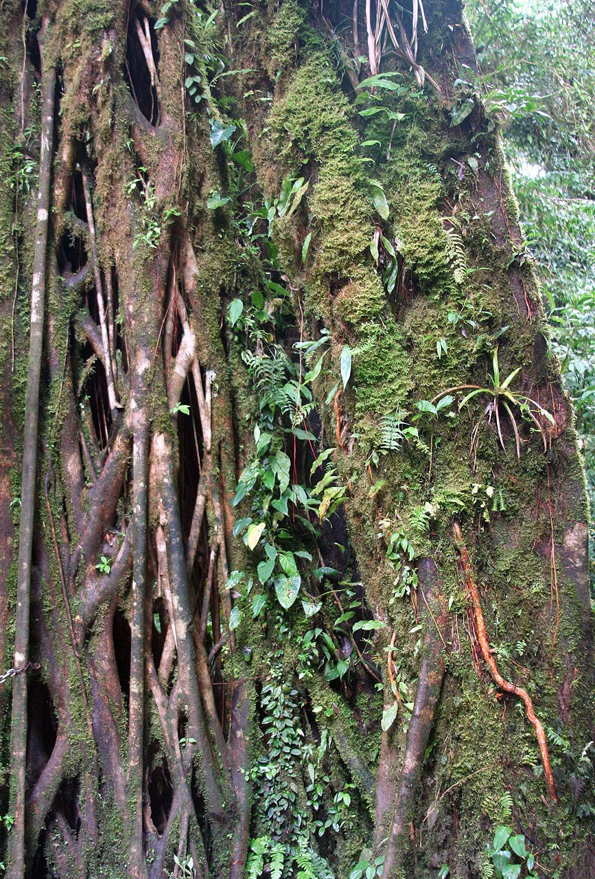 CostaRica/IMG_4310001.jpg