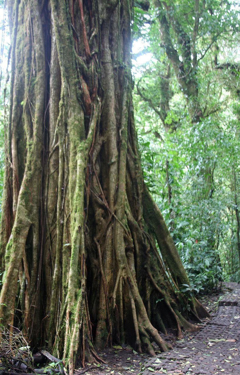 CostaRica/IMG_4310001.jpg