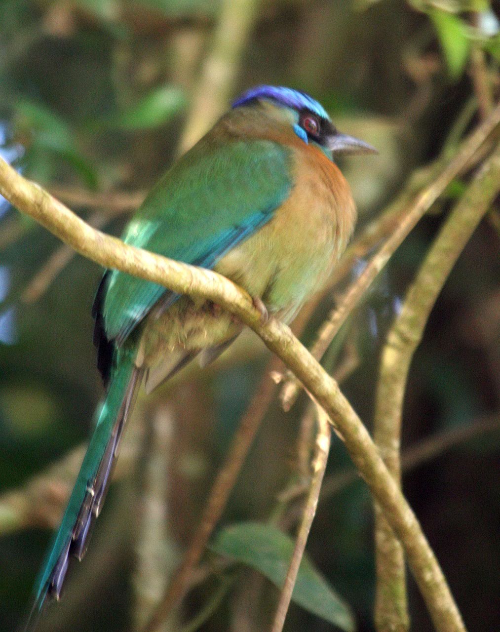 CostaRica/IMG_4310001.jpg