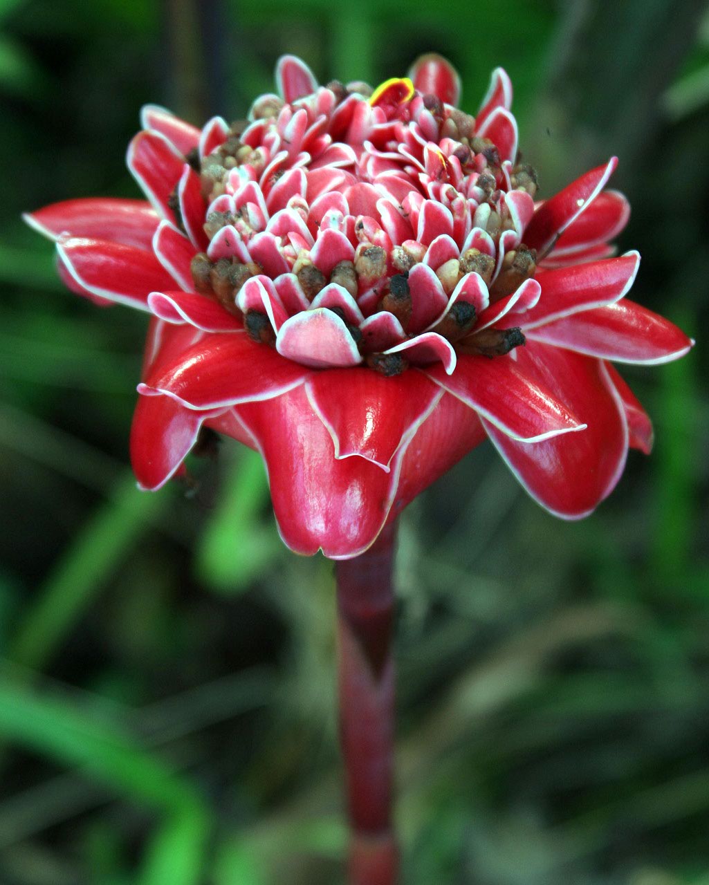 CostaRica/IMG_5598001.jpg