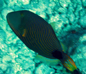 TahitiMoorea/IMG_4986.jpg