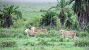 Tanzania/IMG_9474131.jpg