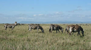 Tanzania/IMG_9474131.jpg